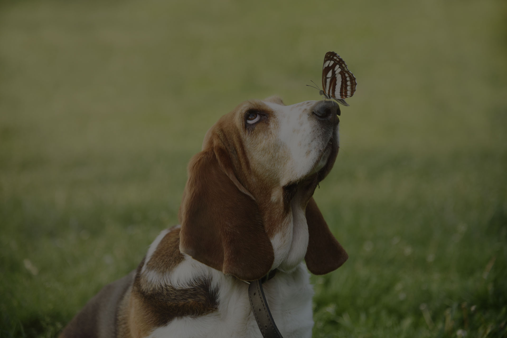 butterfly sitted on cute dog's nose
